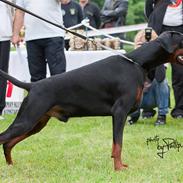 Dobermann Dobergaarden F. Athos