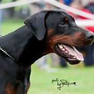 Dobermann Dobergaarden F. Athos