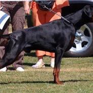 Dobermann Dobergaarden F. Athos