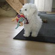 Coton de tulear Solsikkens coton Windi