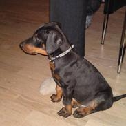 Dobermann Diablo