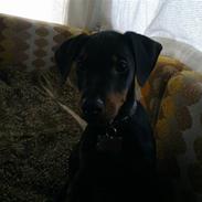 Dobermann Diablo