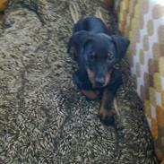 Dobermann Diablo
