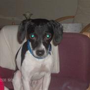 Dansk svensk gaardhund Dixie R.I.P 2010