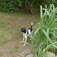 Dansk svensk gaardhund Dixie R.I.P 2010