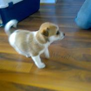 Blanding af racer Bella