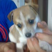 Blanding af racer Bella