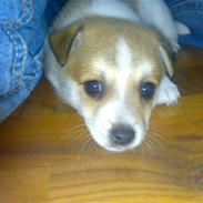 Blanding af racer Bella