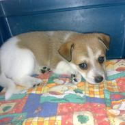 Blanding af racer Bella