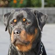 Rottweiler Holly