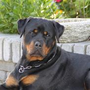 Rottweiler Holly