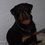 Rottweiler Holly