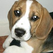 Beagle Bailey