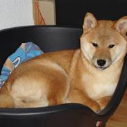 Shiba Kenzo