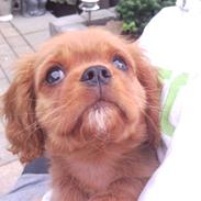 Cavalier king charles spaniel Darcy