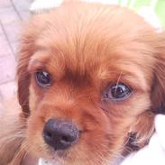 Cavalier king charles spaniel Darcy