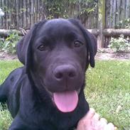 Labrador retriever MAX