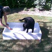 Labrador retriever MAX