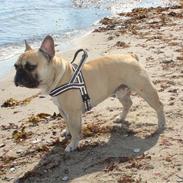 Fransk bulldog prins bailey