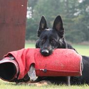 Schæferhund Jabina Quurdy