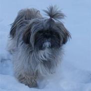 Shih tzu Phoebe