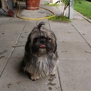 Shih tzu Phoebe