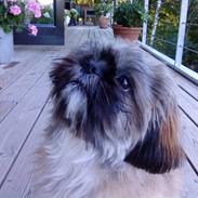Shih tzu Phoebe