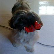 Shih tzu Phoebe