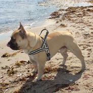 Fransk bulldog prins bailey