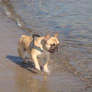 Fransk bulldog prins bailey