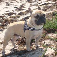 Fransk bulldog prins bailey