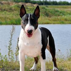 Bullterrier                   William