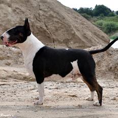 Bullterrier                   William