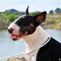 Bullterrier                   William