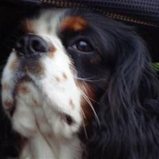 Cavalier king charles spaniel Chicco
