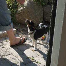 Dansk svensk gaardhund Chicka