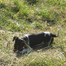 Dansk svensk gaardhund Chicka