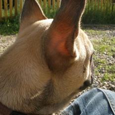 Fransk bulldog Dike Astraia *Asta*