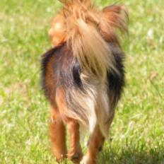 Chihuahua Dario. R.i.P.