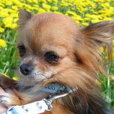 Chihuahua Dario. R.i.P.