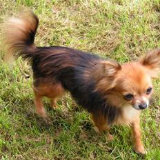 Chihuahua Dario. R.i.P.