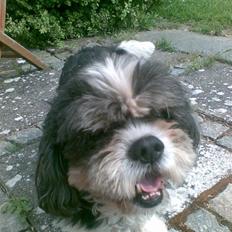 Blanding af racer Buller R.I.P himmelhund