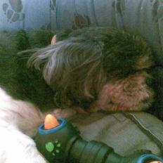 Blanding af racer Buller R.I.P himmelhund