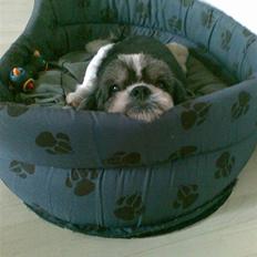 Blanding af racer Buller R.I.P himmelhund