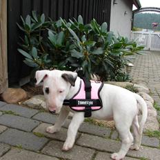 Bullterrier breslaus waltzing matilda