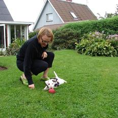 Bullterrier breslaus waltzing matilda