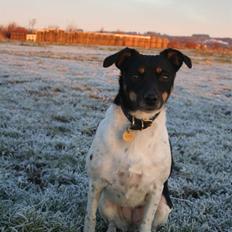 Dansk svensk gaardhund Coco