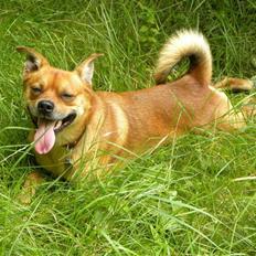 Blanding af racer Charlie