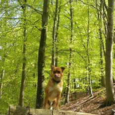 Blanding af racer Charlie