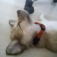 Islandsk fårehund Eyla